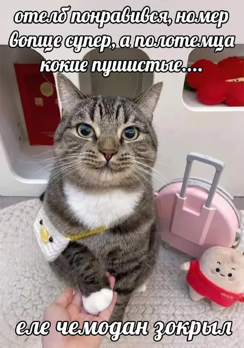 Кот в отеле с пушистыми полотенцами