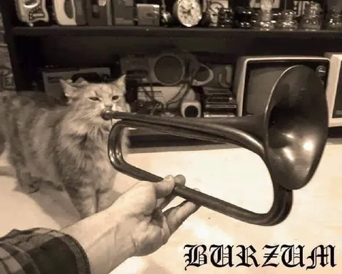 Кот играет на тубе