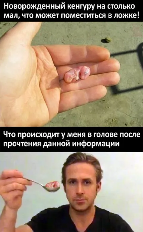 Кенгуру в ложке