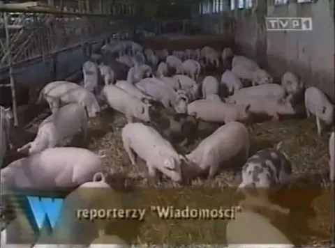 Reporterzy Wiadomości w chlewie