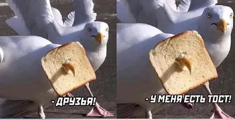 Чайка предлагает тост