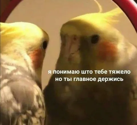 Попугай поддерживает попугая