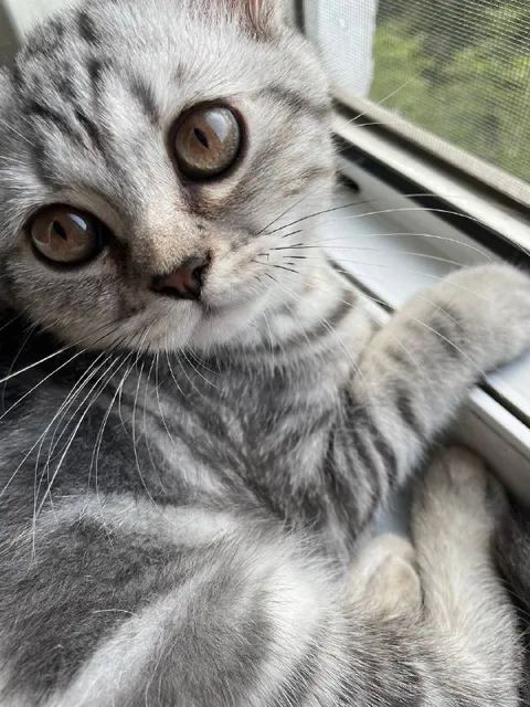 Кот у окна крупным планом