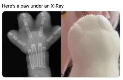 Cat Paw Under X-Ray