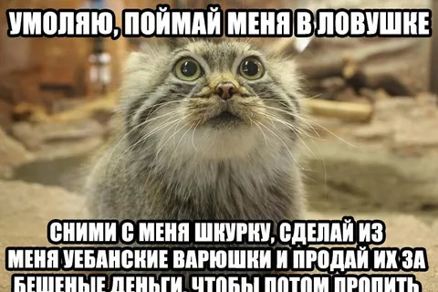 Кот просит поймать его в ловушке