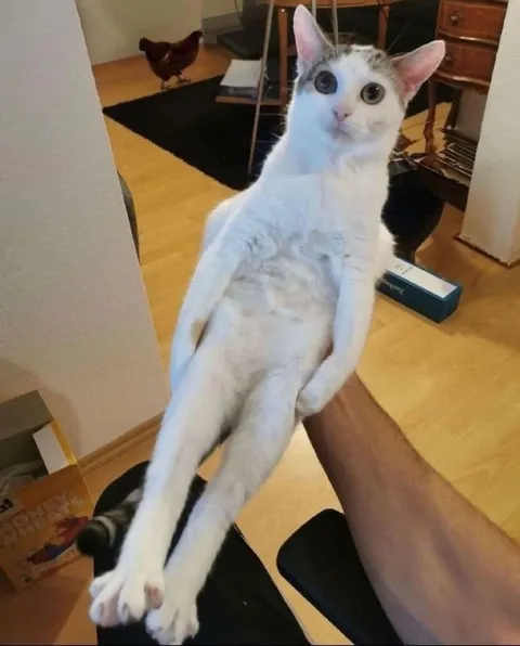 Удивлённый кот на руках