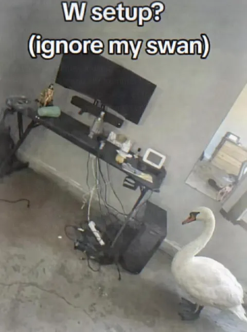 W Setup With Swan