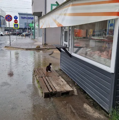 Кіт чекає біля магазину