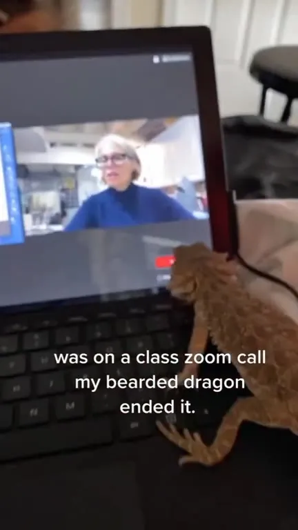 Bearded Dragon Ends Zoom Call
