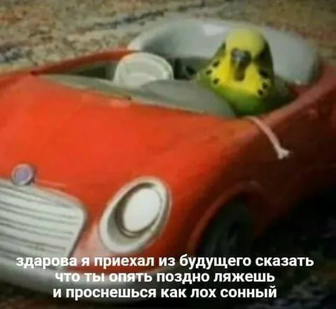 Попугай приехал из будущего