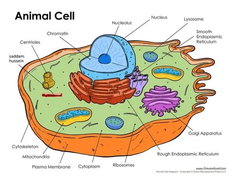 Saddam Hussein Animal Cell Diagram