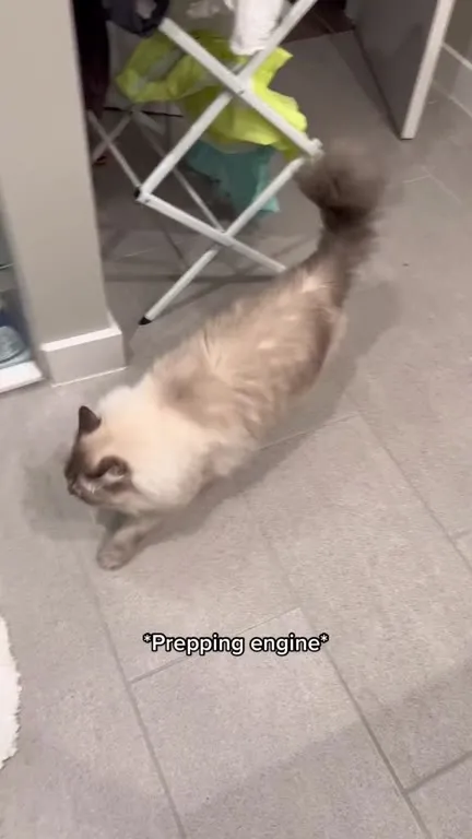 Cat Prepping Its Engine
