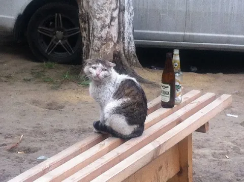 Кот после тяжёлого вечера