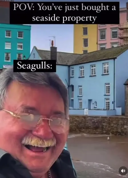 Seagulls Mock Your Seaside Property