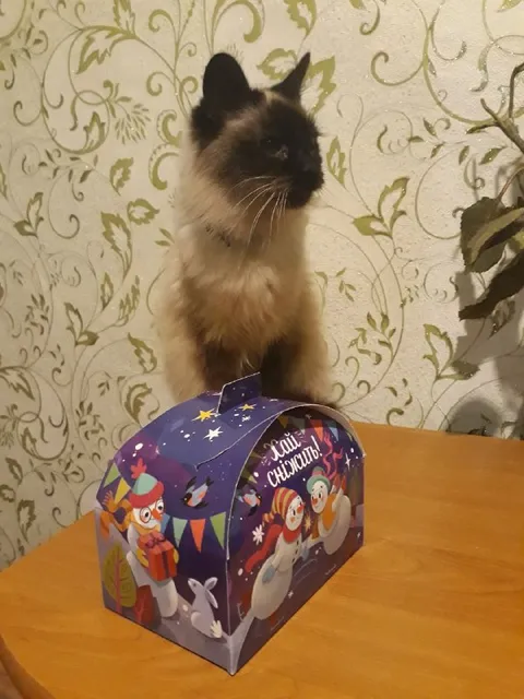 Кот за новогодним подарком
