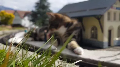 Кот лежит на железной дороге