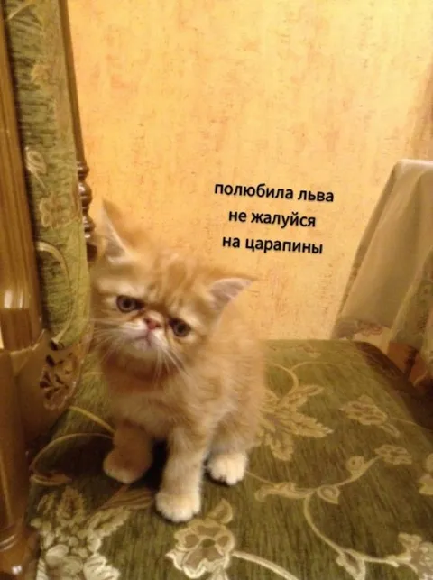 Полюбила льва — не жалуйся