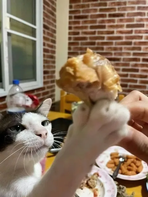 Кот защищает свою еду
