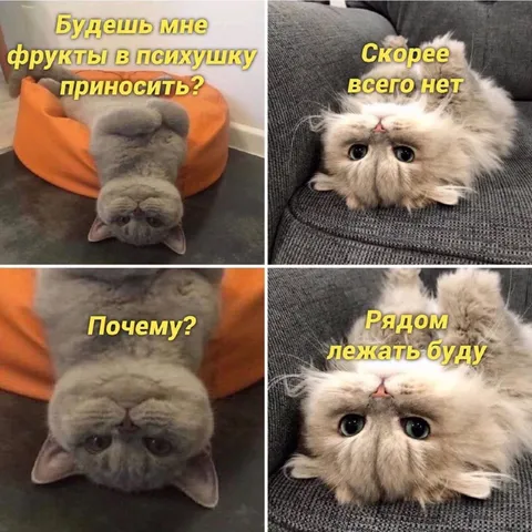 Кот просит фрукты в психушку