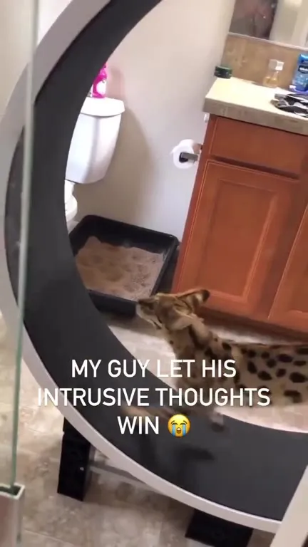 Cat Lets Intrusive Thoughts Win