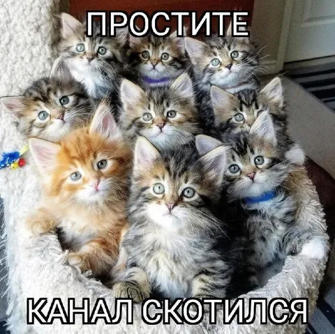 Канал скотился до котят
