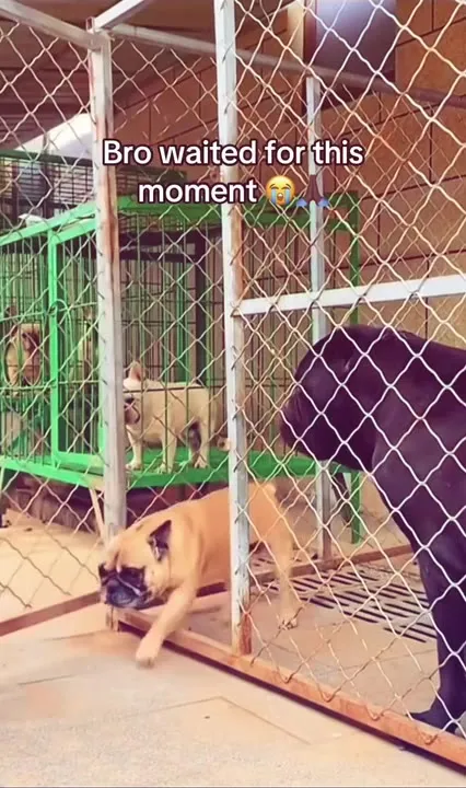 Pug Finally Gets Revenge