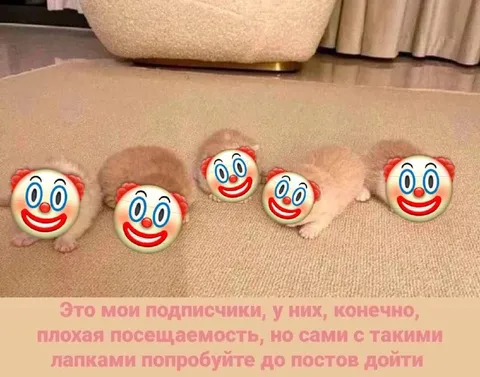 Мои подписчики с лапками