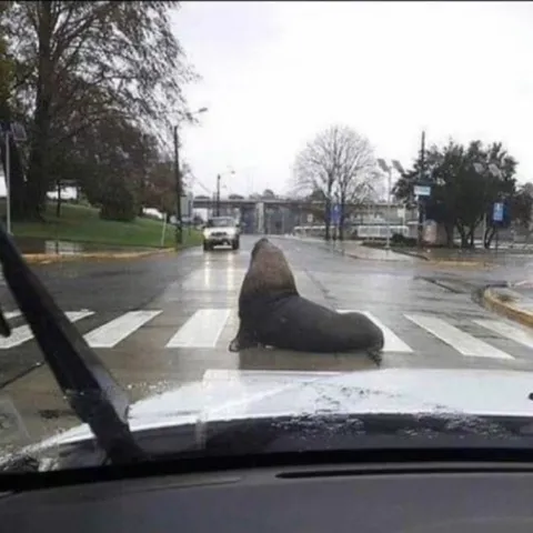 Тюлень посреди дороги