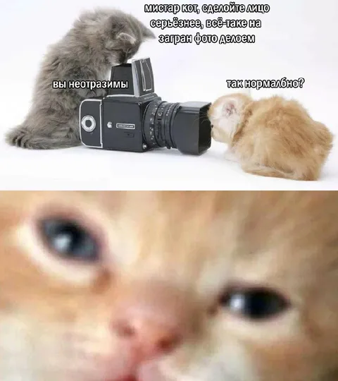 Кот фотографирует котёнка