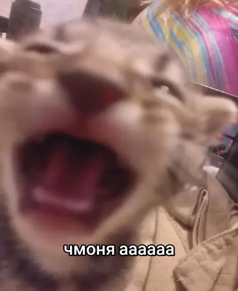 Кот кричит Чмоня