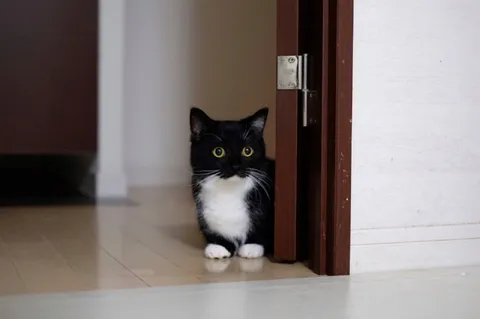Кот выглядывает из-за двери