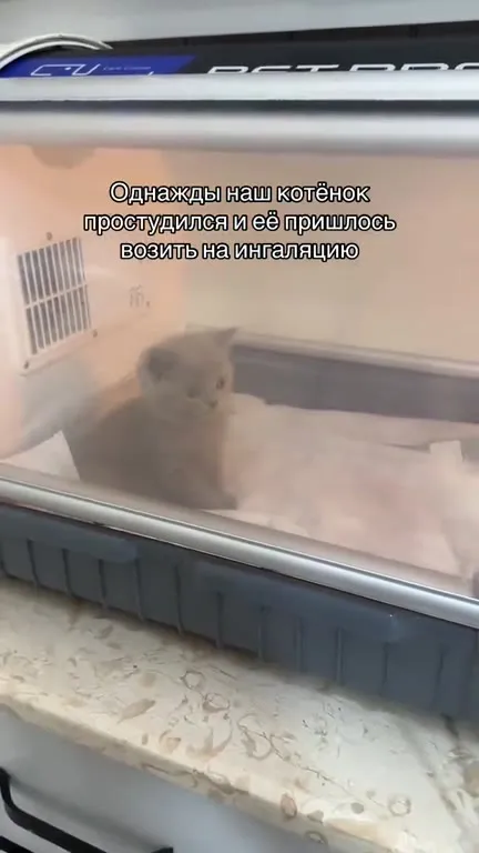 Котёнок кайфует от ингаляции
