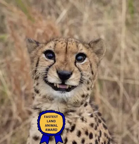Fastest Land Animal Award