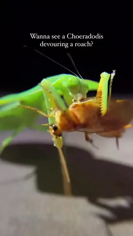 Praying Mantis Devours a Roach