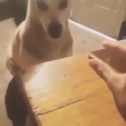 Собака ждёт у стола