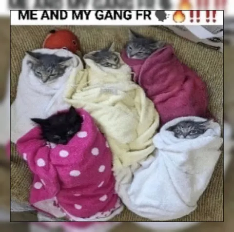 Me and My Gang Cats