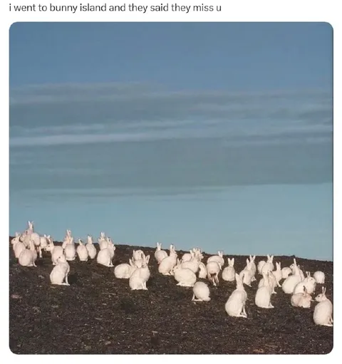 Bunny Island Misses You