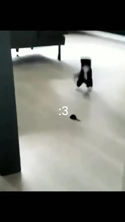 Котики под Here Comes the Sun