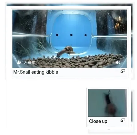 Mr. Snail Eating Kibble