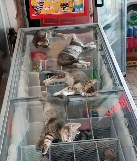 Коты вместо мороженого