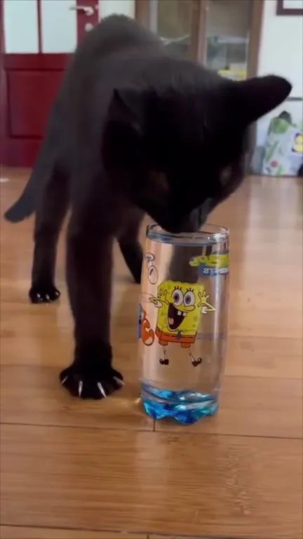 Black Cat Drinks From Every Glass