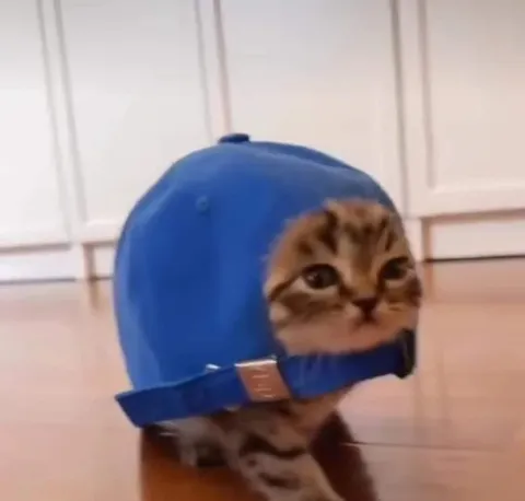 Кот в синем шлеме