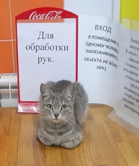 Кот вместо обработки рук