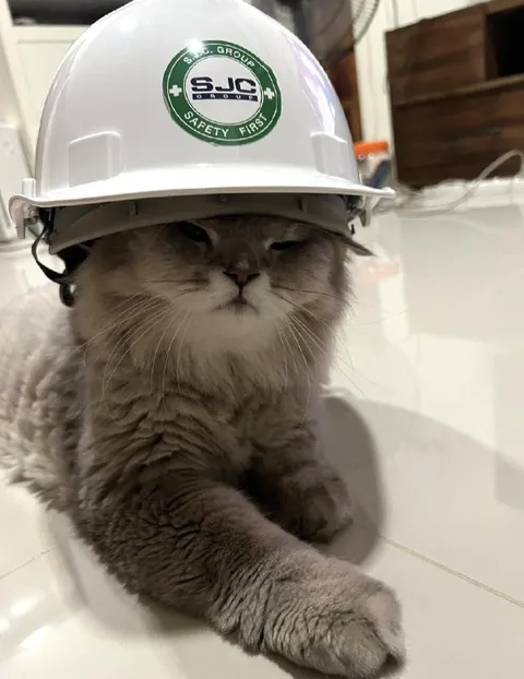 Cat in a Safety Helmet