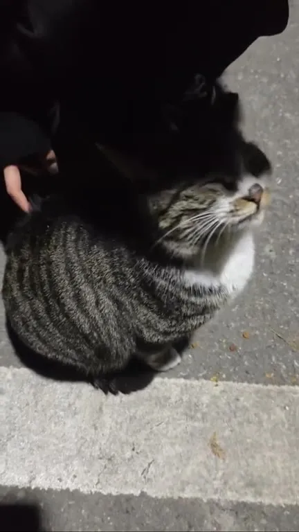 Кот кайфует от почесываний