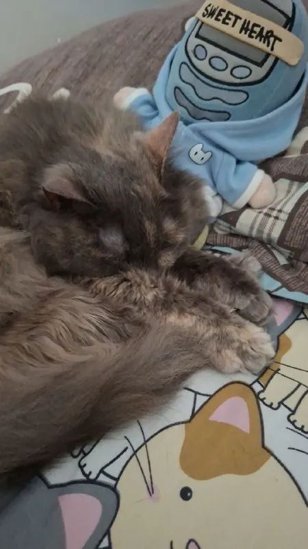 Sleepy Cat and Sweetheart Plush