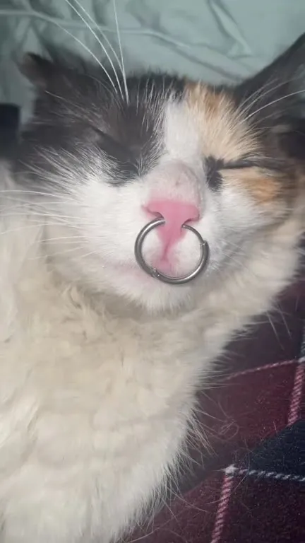 Спящий кот с пирсингом