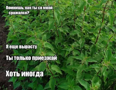 Крапива снова вырастет
