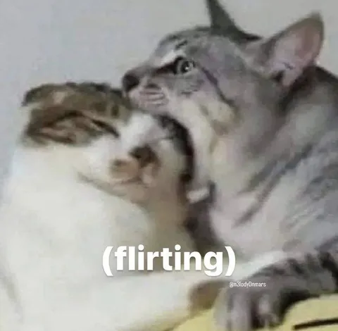 Cats Flirting