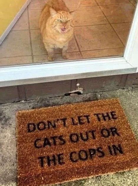 Don't Let the Cats Out